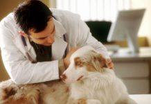 „Borvet“ zapošljava veterinara